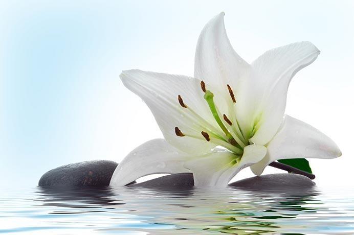 2 Fleur de lys